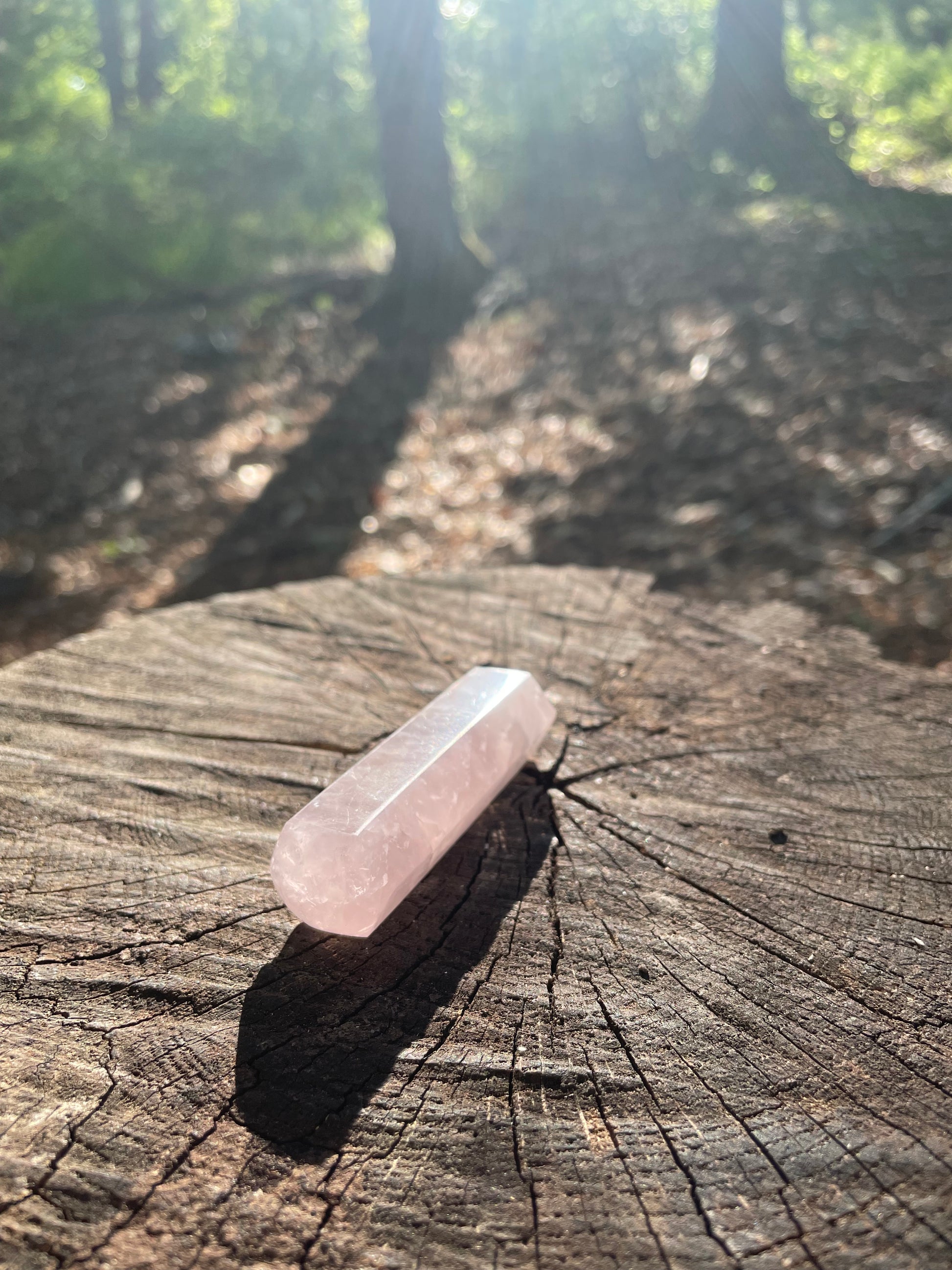 Soft pink small rose quartz crystal healing wand sitting on a tree stump in the woods.