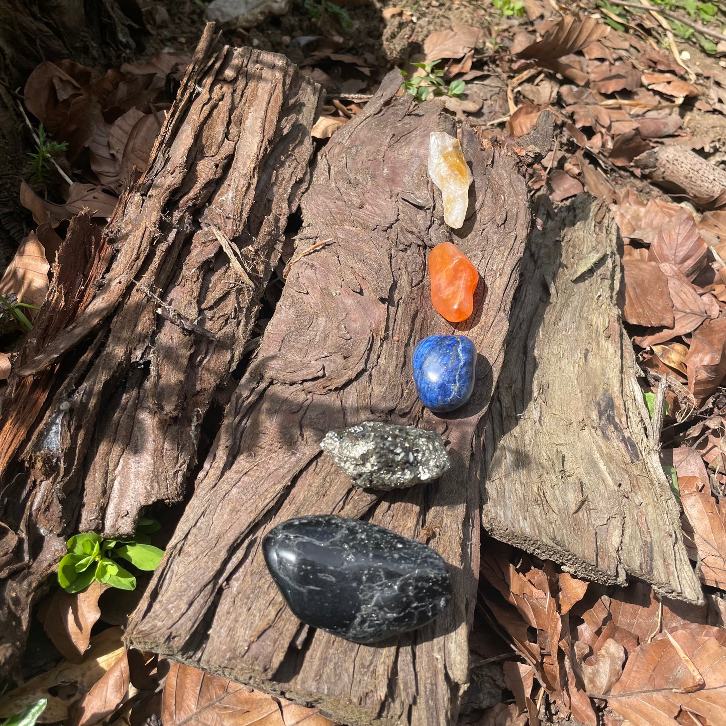 A row of 5 crystals in a set lying in the sun on a rough brown log in a forest. Some smooth, some rough textured. In order the crystals are coloured black, gold, blue, orange and yellow.