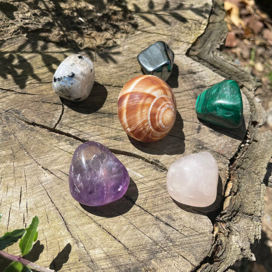 Five small crystals sitting on a log colours are purple, green, pink and a snail shell.