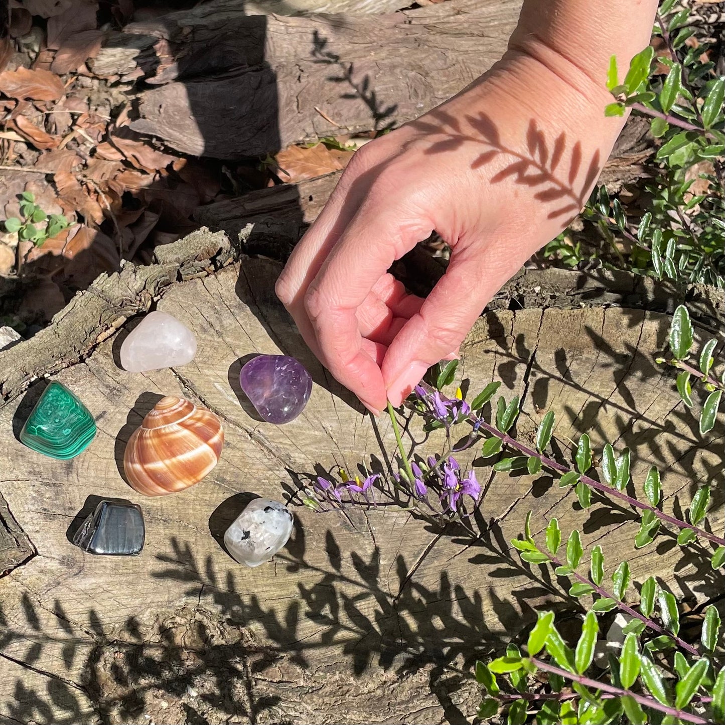 Five small crystals sitting on a log colours are purple, green, pink and a snail shell. A girls hand is touching crystal.